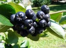 Аронии черноплодной плоды