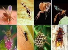 Аллергены насекомых