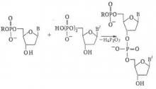 Полидезоксирибонуклеотид