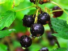Смородины черной ягоды