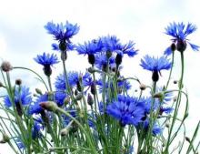 Василька синего цветки