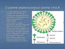 Моновалентная субстанция вируса гриппа типа B (сплит, инактивированная)