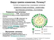 Антиген вируса гриппа типа А аллантоисный (H1N1)