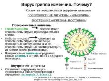Антиген вируса гриппа типа В